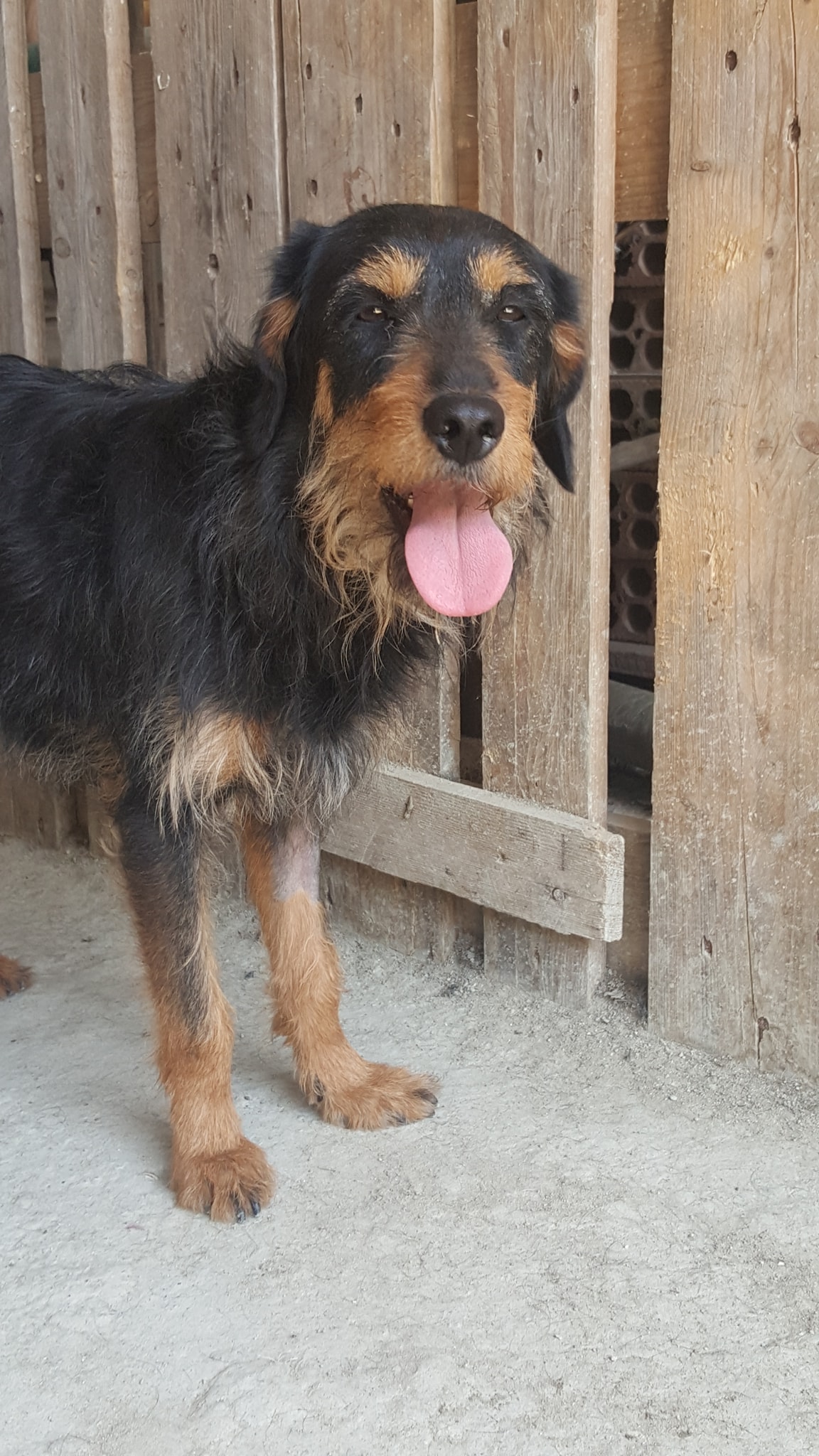 About Paws 4 Homes Foundation