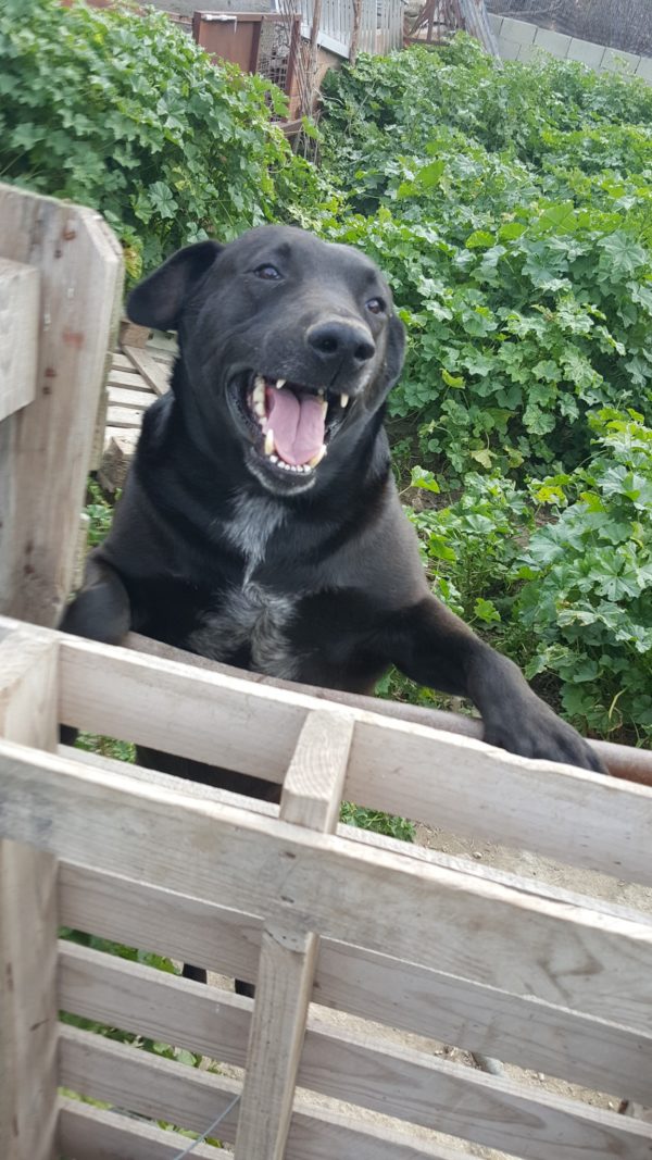 About Paws 4 Homes Foundation