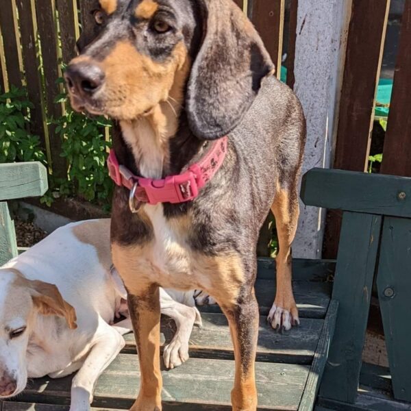 to Paws 4 Homes Foundation Paws 4 Homes Foundation