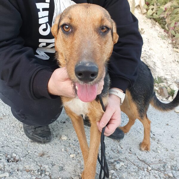 to Paws 4 Homes Foundation Paws 4 Homes Foundation