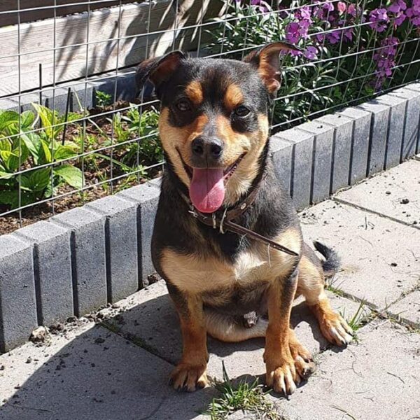 to Paws 4 Homes Foundation Paws 4 Homes Foundation