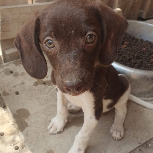 to Paws 4 Homes Foundation Paws 4 Homes Foundation