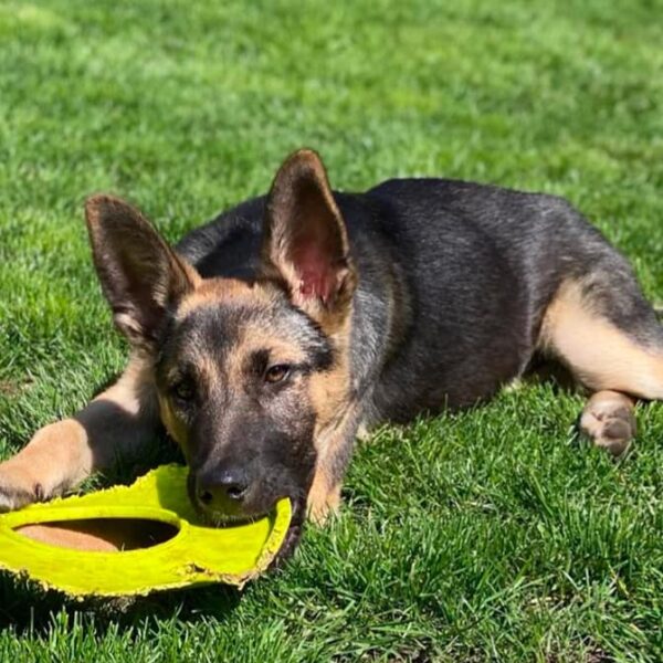 to Paws 4 Homes Foundation Paws 4 Homes Foundation