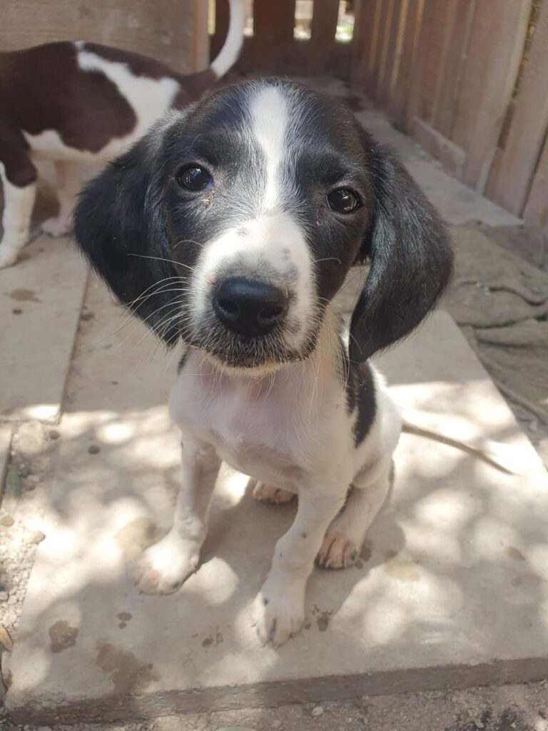 Medium Spaniel Pointer Cross puppy Black - Paws 4 Homes Foundation