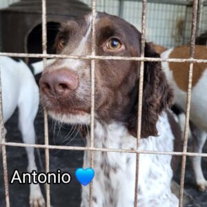 Antonio