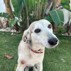 Buddy - Foster home needed