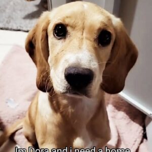 Dora
