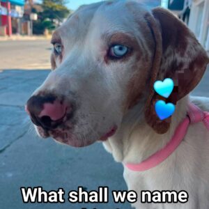 Istrian Hound - Sponsor and Name him