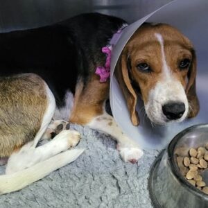 Melanie **Urgent foster home required in Cyprus**