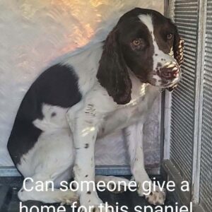 Sweet Springer Spaniel Puppy