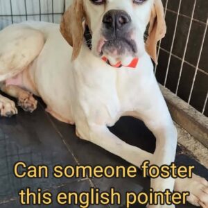 💔 Urgent Foster needed in Cyprus 💔🐾