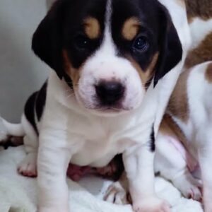 Elena's Boy Puppy