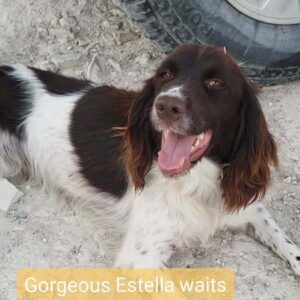 Estella